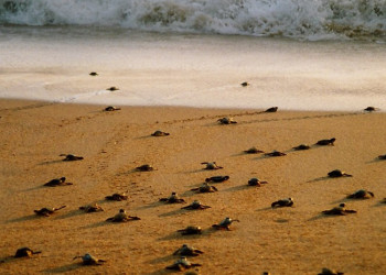 Коcгода, Шри-Ланка, фото № 51521 – фотографии Шри-Ланки
