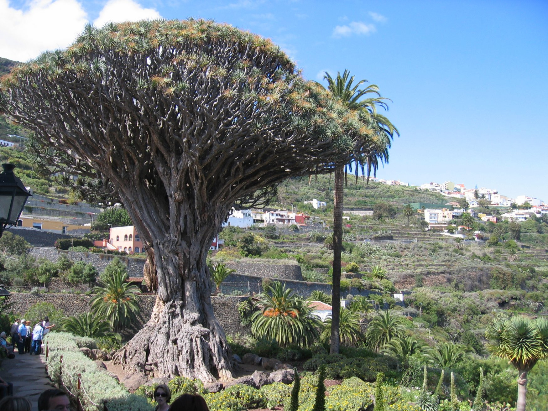 Икод-де-лос-Винос, Тенерифе остров, Канарские острова, фото № 33048 – фотографии Канарских островов