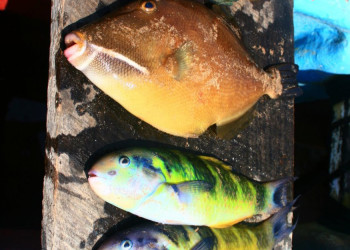 Шри-Ланка, фото № 2449 – фотографии Шри-Ланки