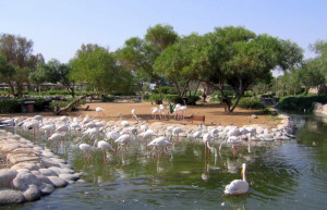 Аль-Арин (Al Areen) – парк дикой природы в Бахрейне. Фото 6 – фотографии Бахрейна