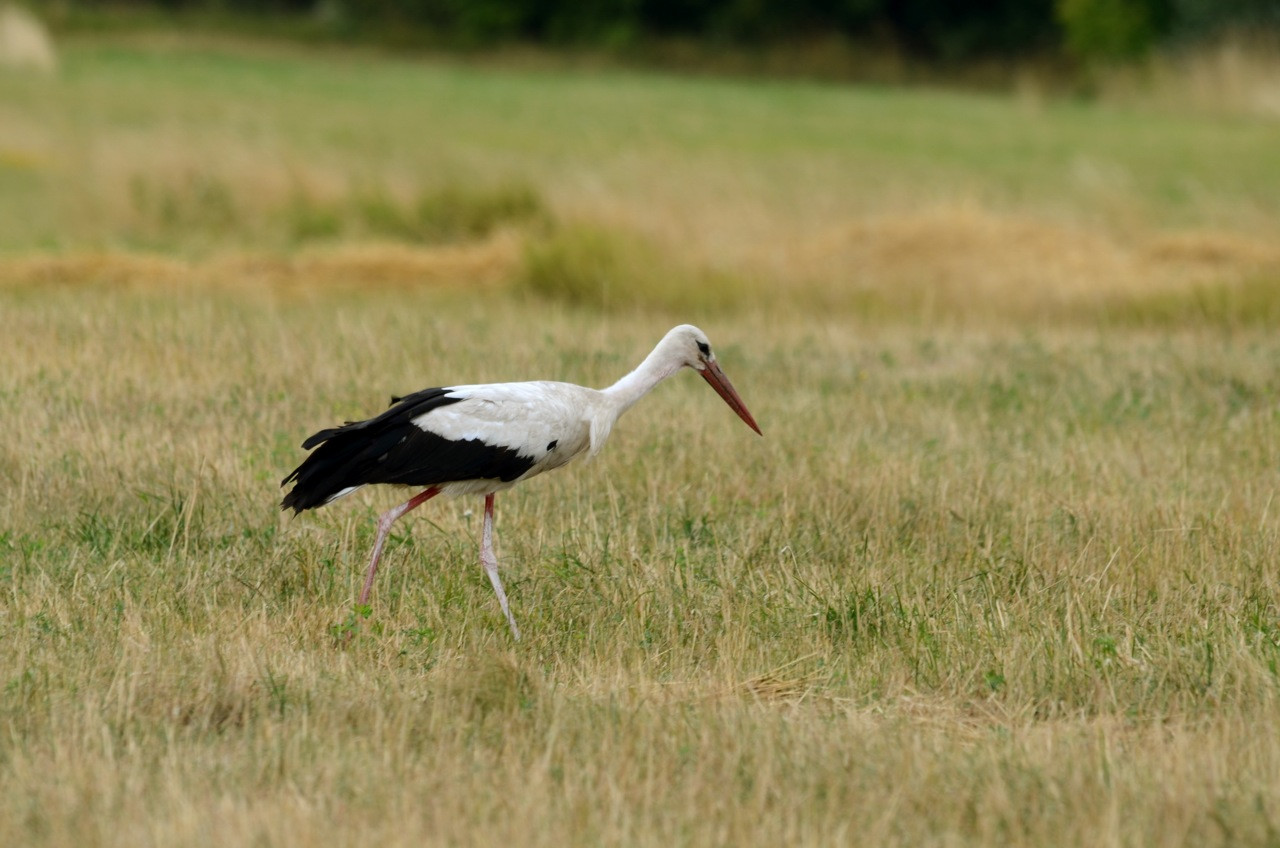В национальном парке Нойзидлерзе-Зевинкель – фотографии Австрии