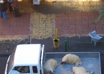 Акаба, Иордания, фото № 36070 – фотографии Иордании