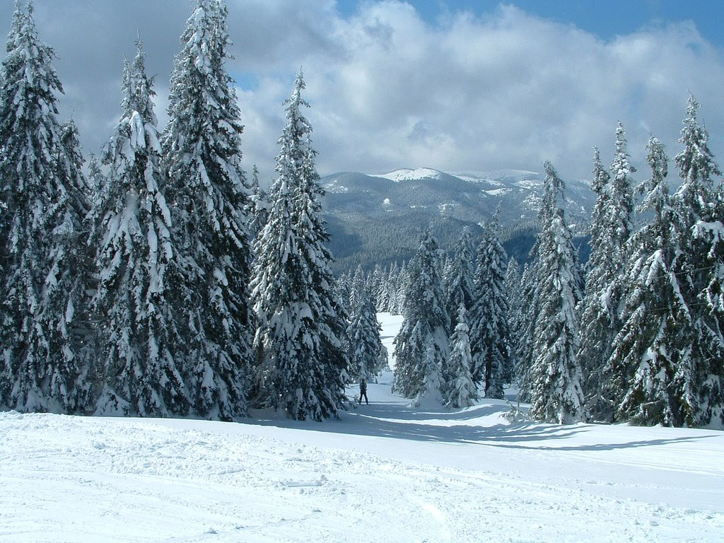Природа в Пампорово, Болгария. Фото 19 – фотографии Болгарии
