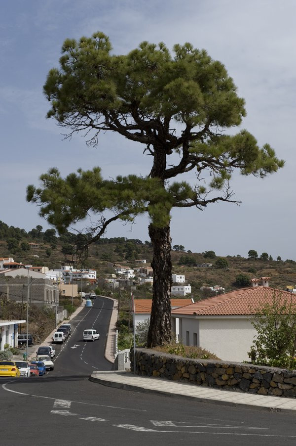 Эль-Пинар, Эль-Йерро остров, Канарские острова, фото № 34734 – фотографии Канарских островов