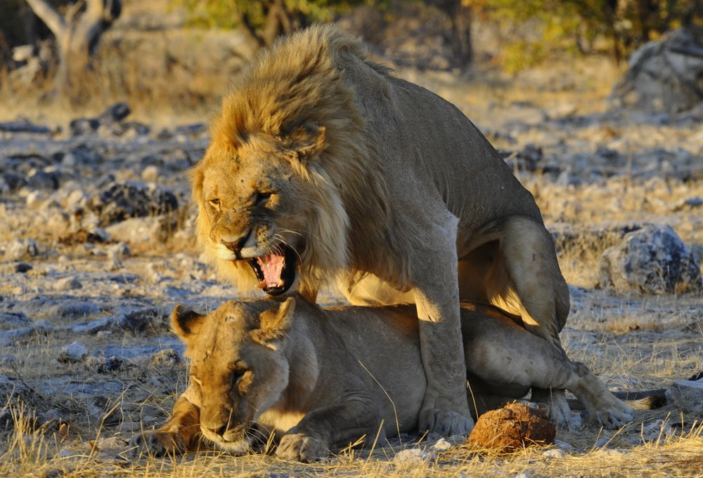 шпили-вилли – фотографии Намибии