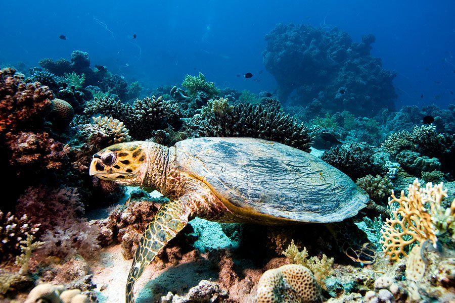 Хургада, Египет, фото № 35501 – фотографии Египта