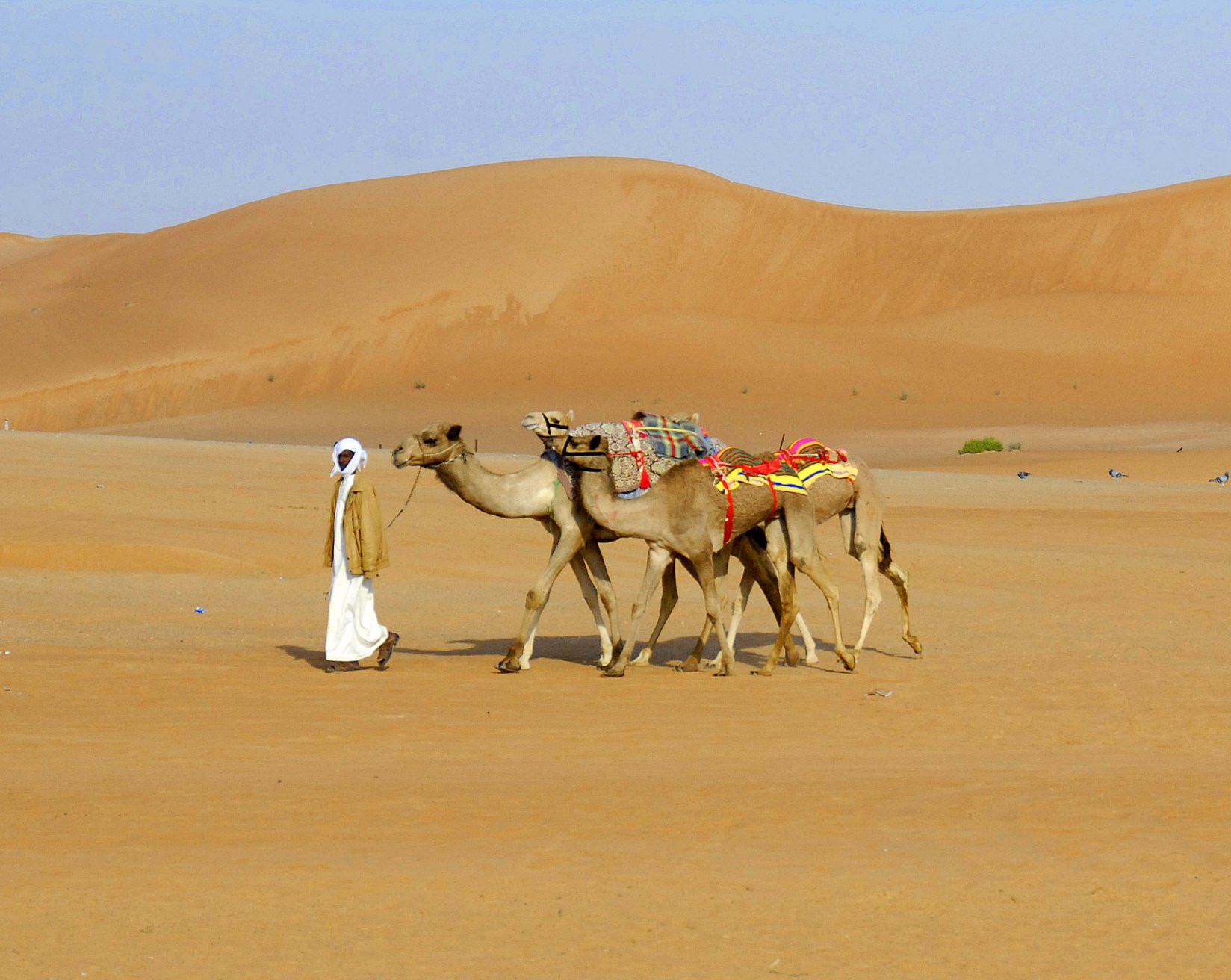 ОАЭ, фото № 1569 – фотографии ОАЭ