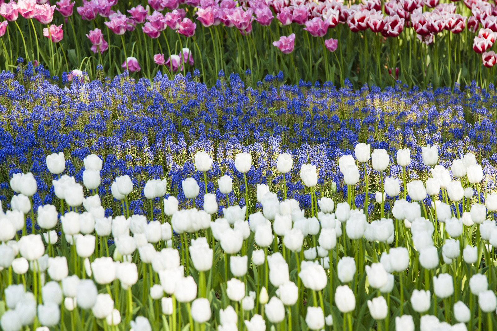 Тюльпаны в парке Хитачи-Сисайд в Японии – фотографии Японии