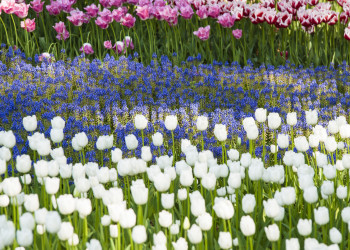 Тюльпаны в парке Хитачи-Сисайд в Японии – фотографии Японии