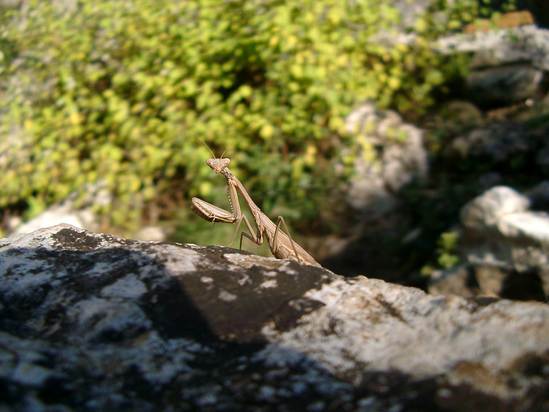 Кемер, Средиземноморский регион, Турция, фото № 47210 – фотографии Турции