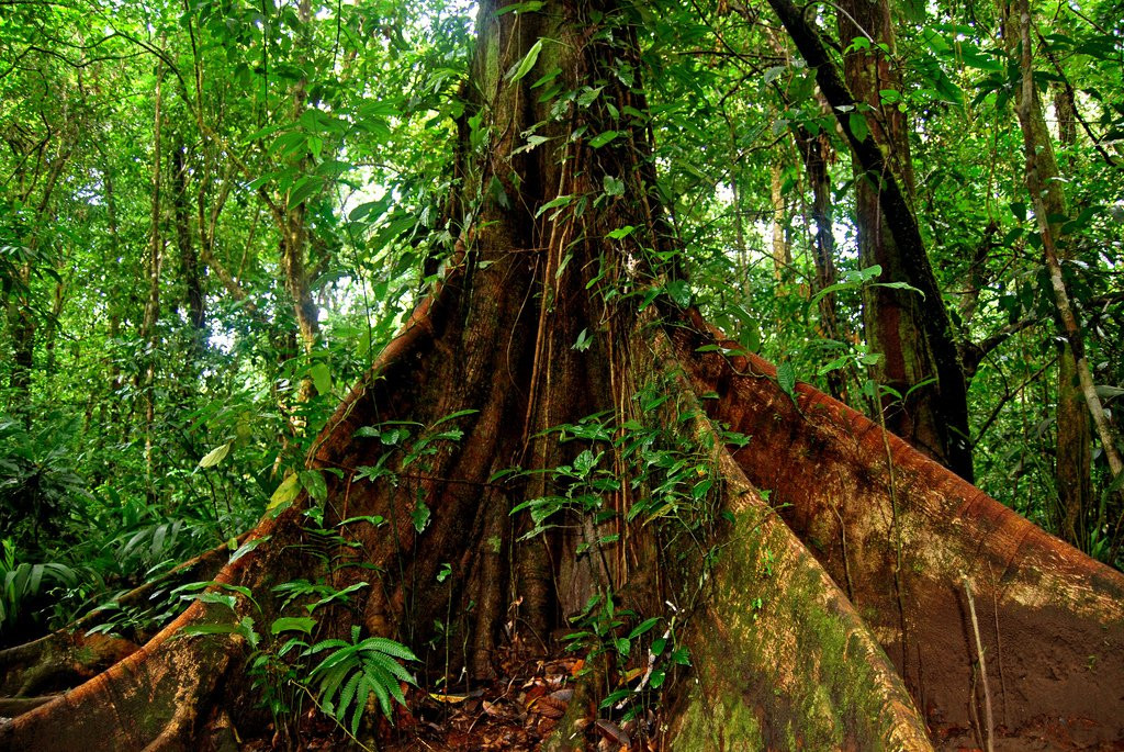 Тортугеро Национальный парк, Лимон провинция, Коста-Рика, фото № 40356 – фотографии Коста-Рики