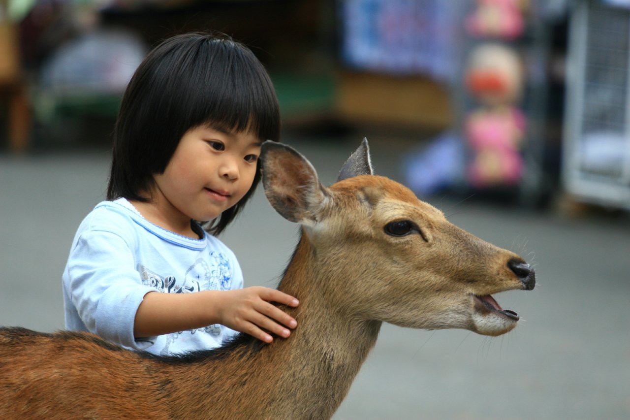 Nara – фотографии Японии