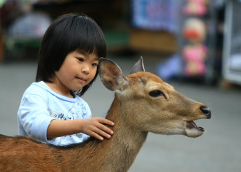 Nara – фотографии Японии