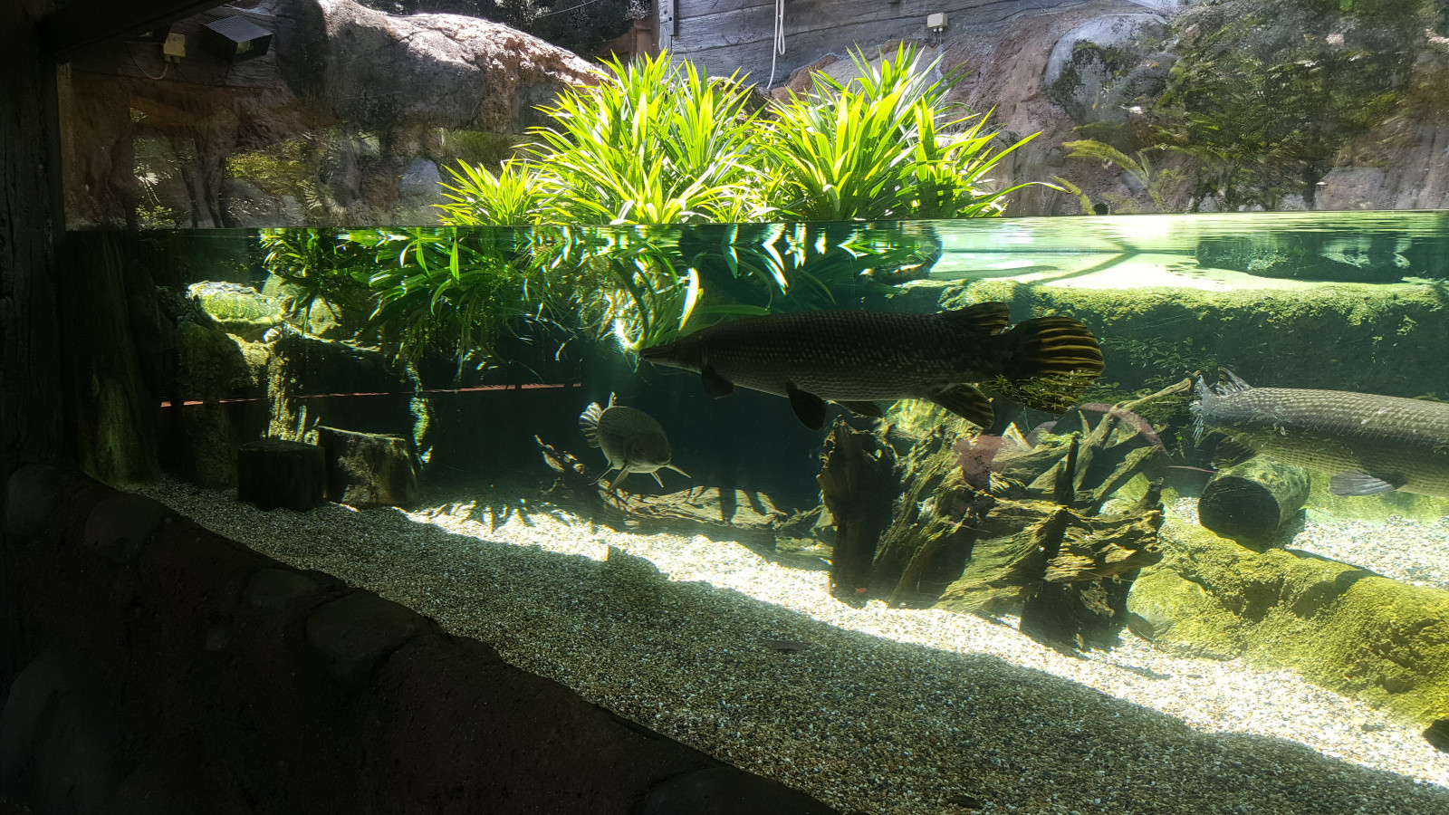 Парк "Речное Сафари", Сингапур. Фото 2 – фотографии Сингапура