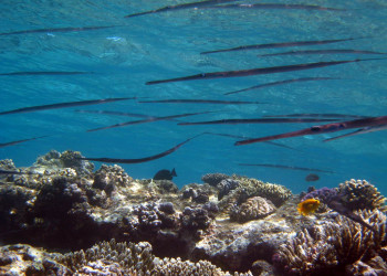 Сафага, Египет, фото № 35373 – фотографии Египта