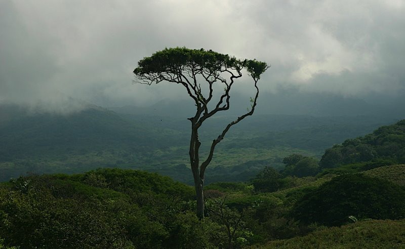 Гуанакастэ Национальный Парк, Гуанакасте провинция, Коста-Рика, фото № 39245 – фотографии Коста-Рики