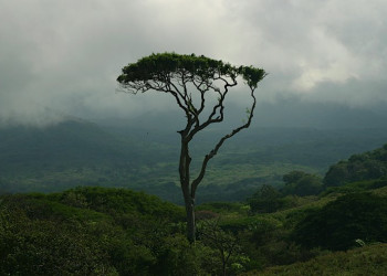 Гуанакастэ Национальный Парк, Гуанакасте провинция, Коста-Рика, фото № 39245 – фотографии Коста-Рики