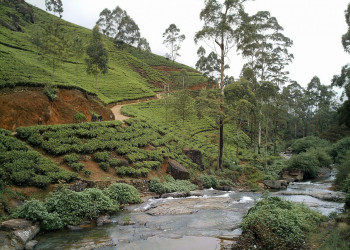 Нувара Элия, Шри-Ланка, фото № 52016 – фотографии Шри-Ланки