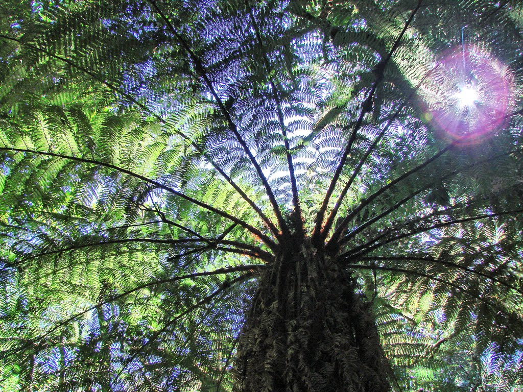 Гигантский папоротник – фотографии Боливии