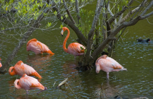 Птицы в Ольгин провинция, Куба – фотографии Кубы