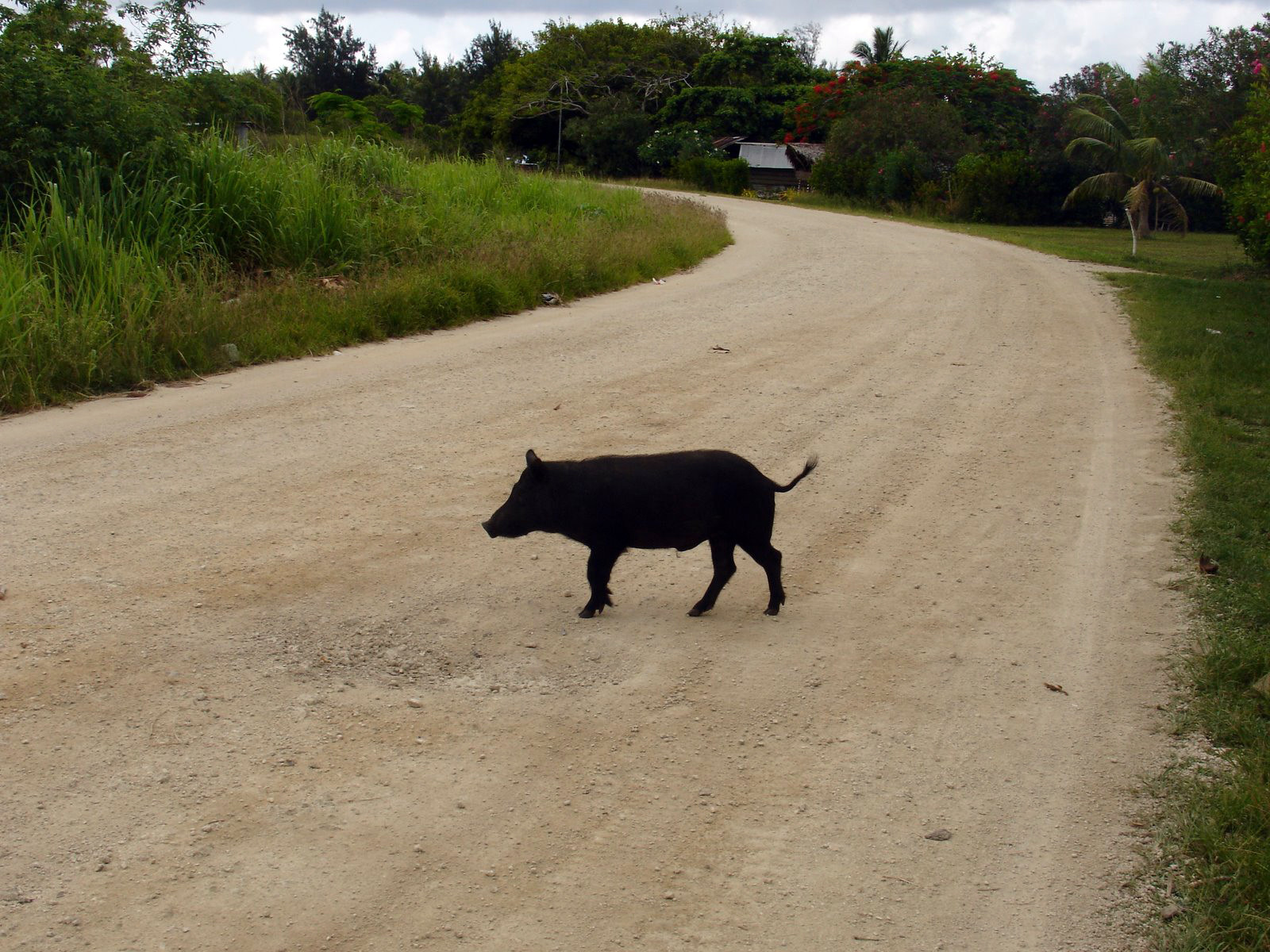 Хрюндель в Вануату – фотографии Вануату