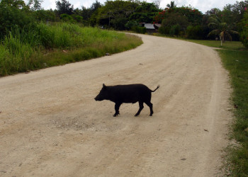 Хрюндель в Вануату – фотографии Вануату