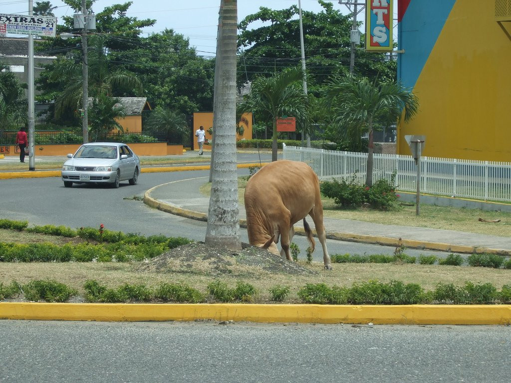 Очо Риос, Ямайка. Фото 9 – фотографии Ямайки