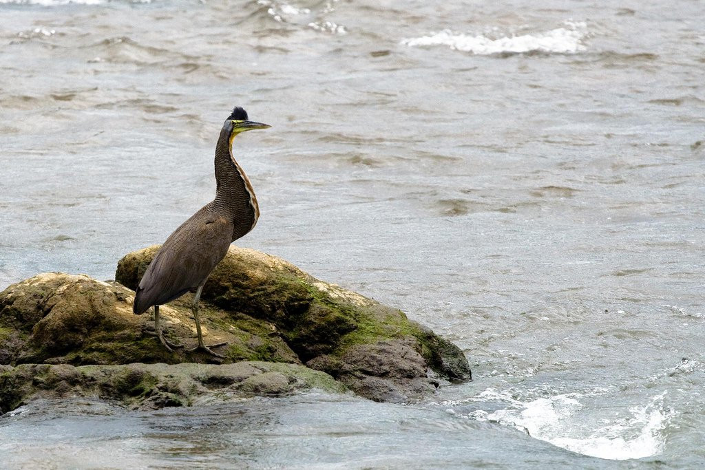 Корковадо Национальный Парк, Пунтаренас провинция, Коста-Рика, фото № 40511 – фотографии Коста-Рики