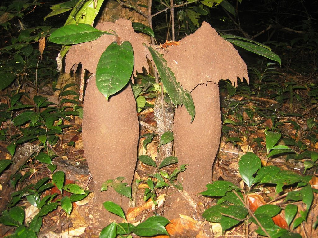 Термитники в Камеруне – фотографии Камеруна