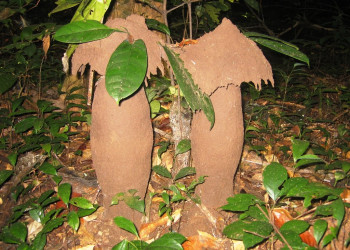 Термитники в Камеруне – фотографии Камеруна