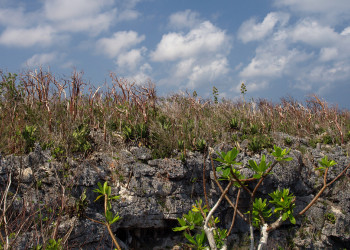 Скудная растительность острова Кайман-Брак (Cayman Brac Island) – фотографии Каймановых островов
