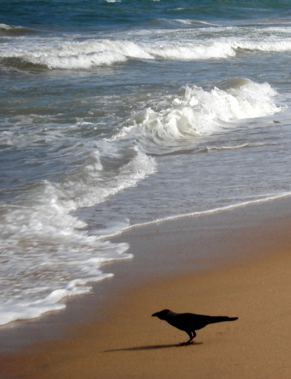 Шри-Ланка, фото № 1121 – фотографии Шри-Ланки