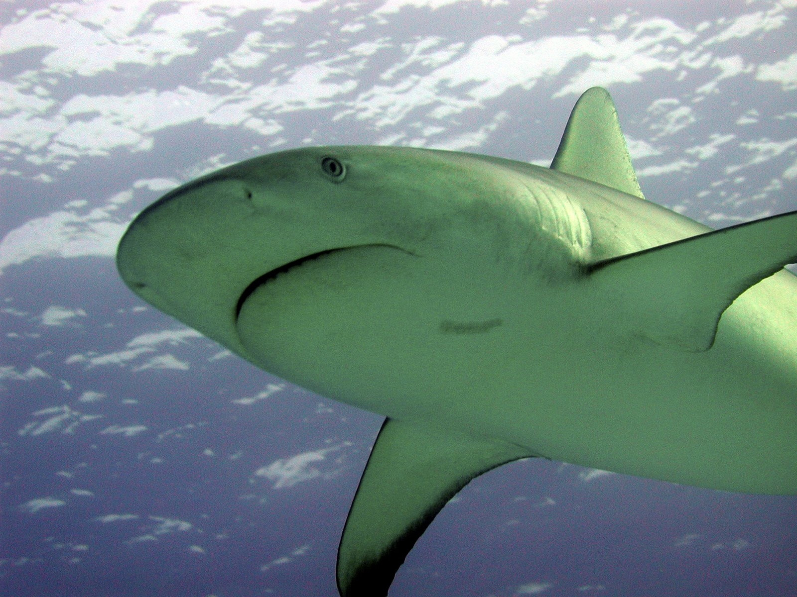 Подводный мир острова, Багамские острова. Фото 4 – фотографии Багамских островов