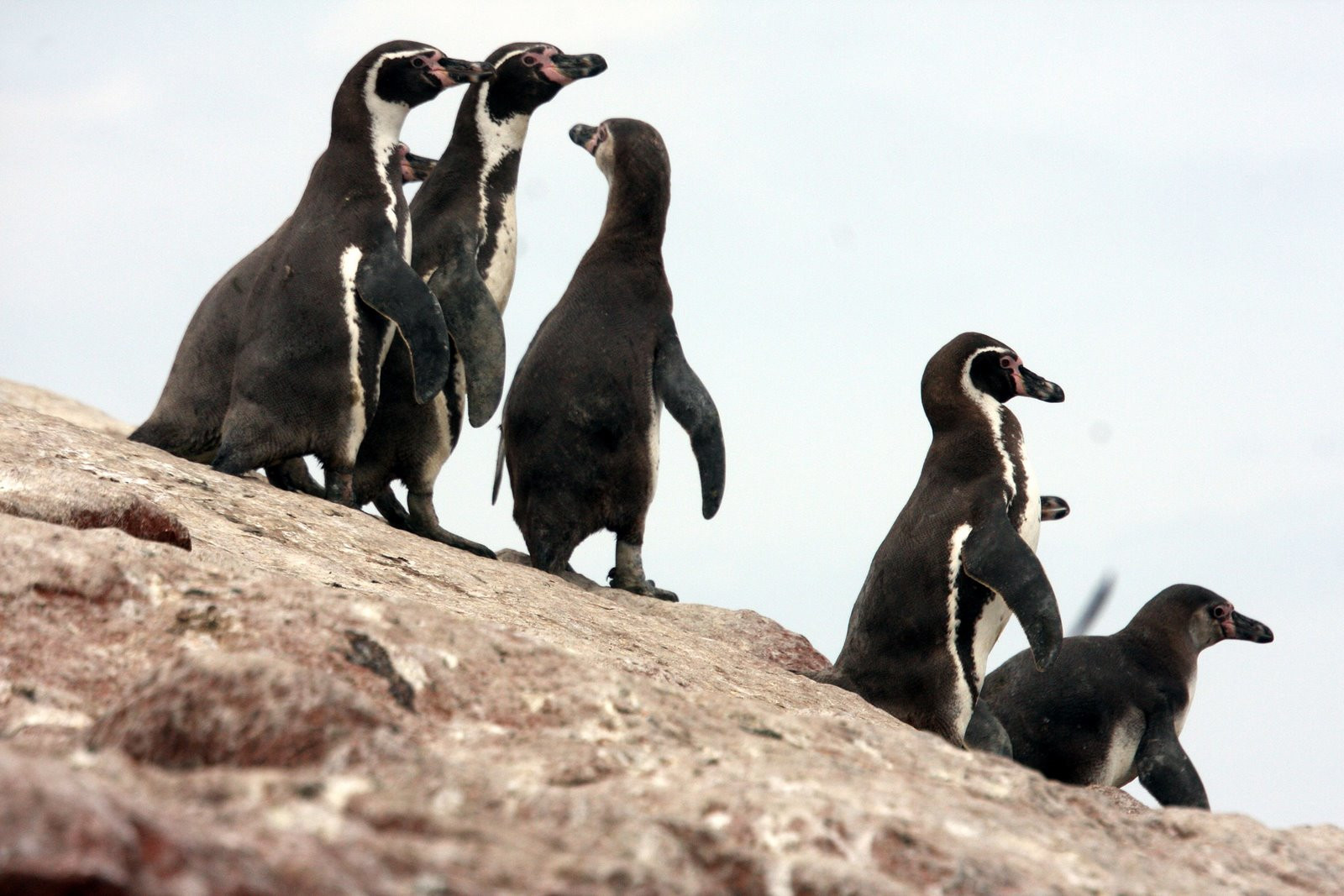 Жильцы скалистых островов Бальестас – фотографии Перу