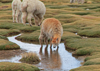 Животные в заповеднике Салинас и Агуада-Бланка – фотографии Перу