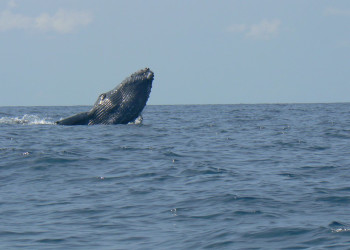 о.Каньо, Пунтаренас провинция, Коста-Рика, фото № 40831 – фотографии Коста-Рики