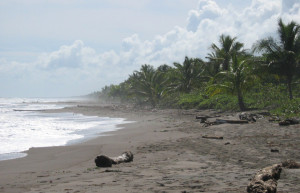 Тортугеро Национальный парк, Лимон провинция, Коста-Рика, фото № 40379 – фотографии Коста-Рики