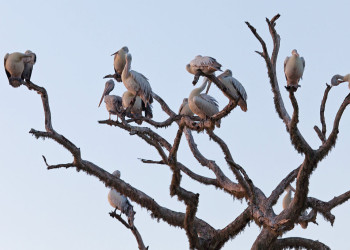 Национальный парк Яла. Фото 1 – фотографии Шри-Ланки