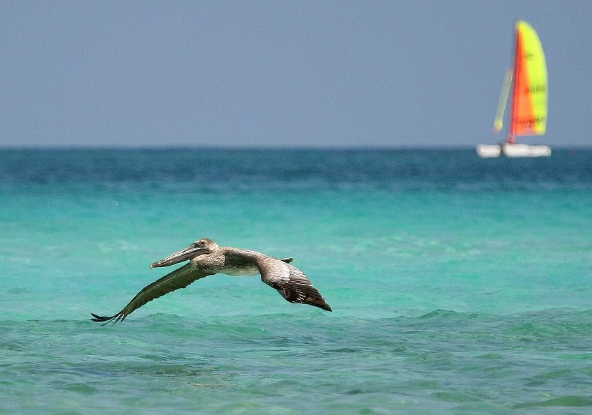 Птица в Кайо- Гильермо, Куба. Фото 2 – фотографии Кубы