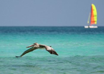 Птица в Кайо- Гильермо, Куба. Фото 2 – фотографии Кубы