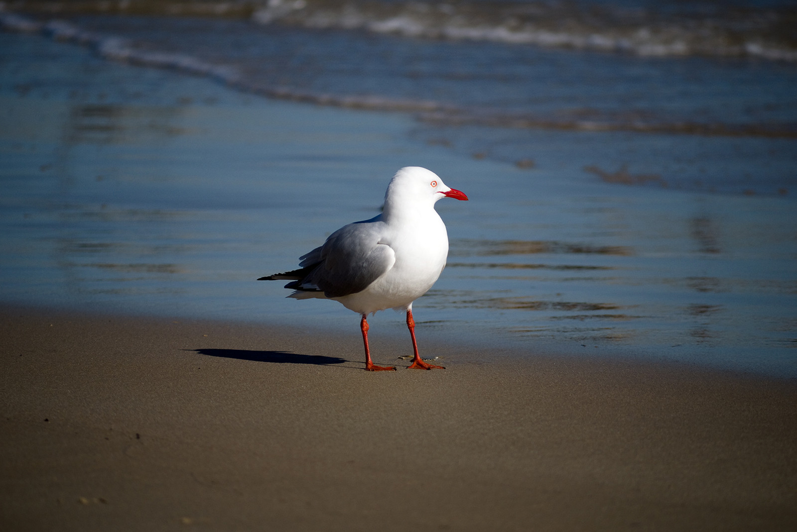 Чайка на пляже в Аделаиде – фотографии Австралии