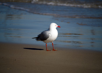 Чайка на пляже в Аделаиде – фотографии Австралии