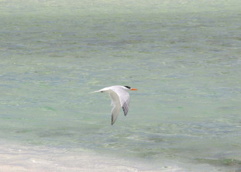 Птица в Инагуа, Багамские острова. Фото 1 – фотографии Багамских островов