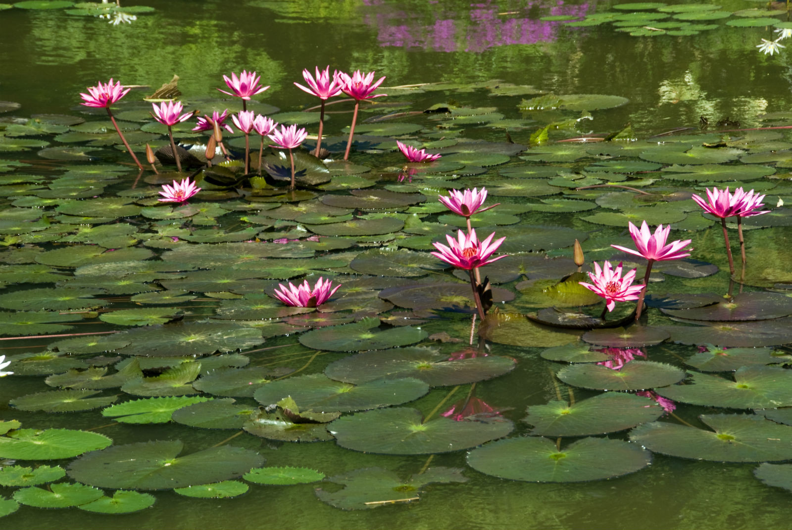Королевский Ботанический сад, Канди, Шри-Ланка. Фото 5 – фотографии Шри-Ланки