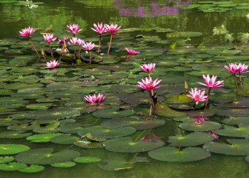 Королевский Ботанический сад, Канди, Шри-Ланка. Фото 5 – фотографии Шри-Ланки