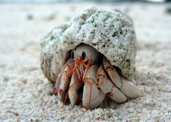 Житель острова Денис – фотографии Сейшельских островов