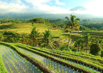 Рисовые террасы Jatiluwih на острове Бали. Фото 10 – фотографии Индонезии
