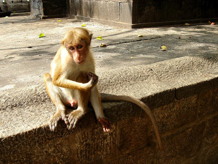 Дамбулла, Шри-Ланка, фото № 51057 – фотографии Шри-Ланки