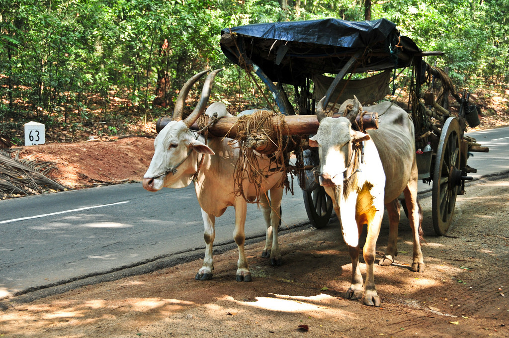 Бентота, фото 2 – фотографии Шри-Ланки