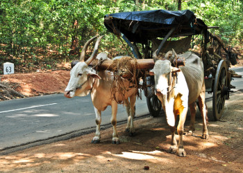 Бентота, фото 2 – фотографии Шри-Ланки